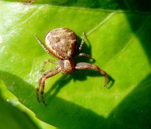 Réf. 206 008 : Xysticus sp.